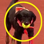 Torneo de tenis utiliza a perros callejeros como pasapelotas por segundo año consecutivo
