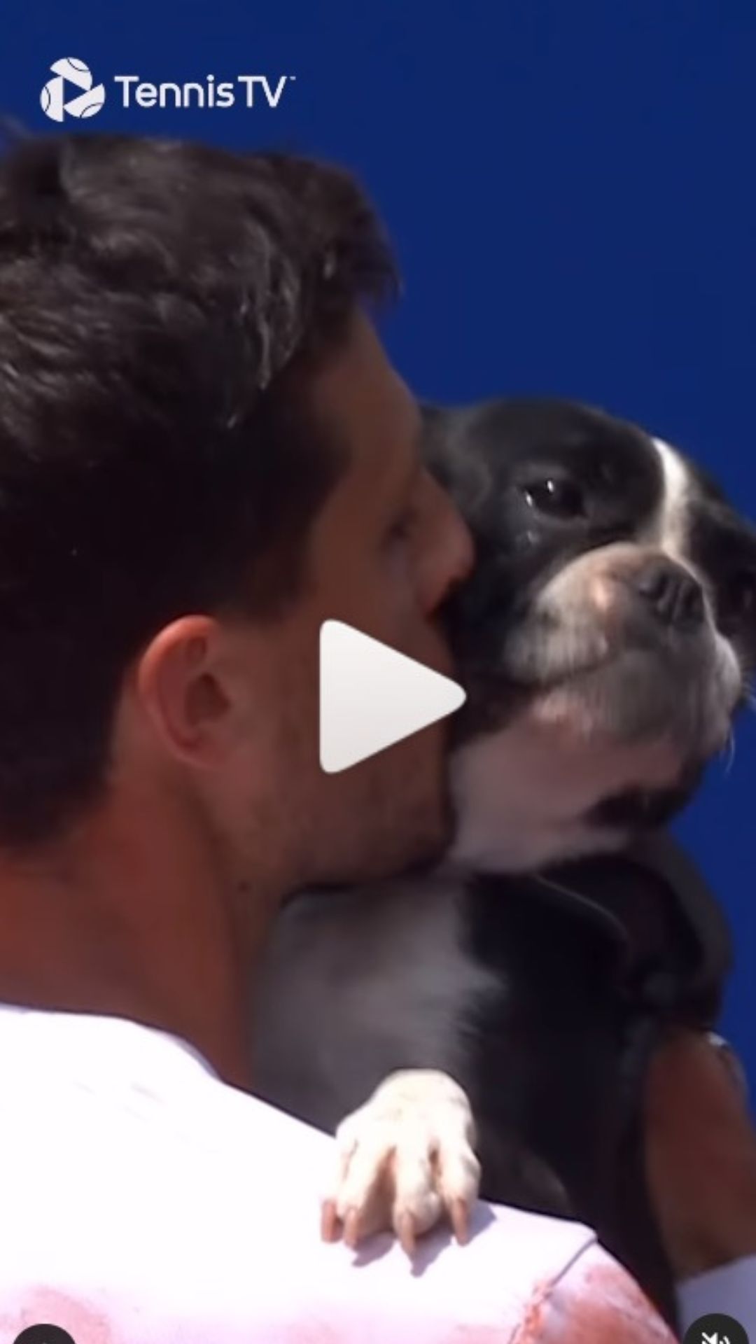 perro tenis