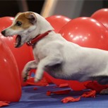 Twinkie, la tierna perrita capaz de reventar 100 globos en apenas 39 segundos