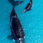 Sorpresivo avistamiento de ballena y su cría en Concón: Una especie de baja población