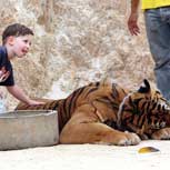 Tigres en Tailandia: Un Ritalín para Zucaritas