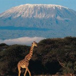 Un paseo imperdible al Kilimanjaro: Datos para llegar a la cima del más alto macizo africano