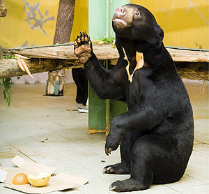 Oso Malayo