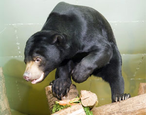 Oso Malayo