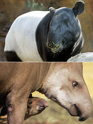 Tapir
