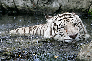Tigre de Bengala