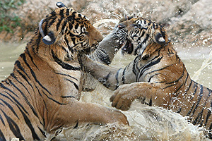 Tigre de Bengala