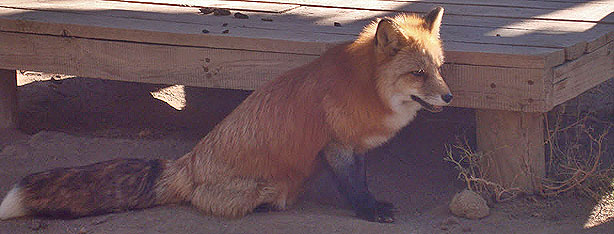 Zorro Rojo
