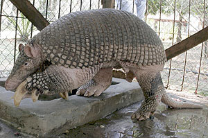 Armadillo