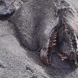Misterioso monstruo marino encontrado en una playa provoca desconcierto