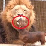 ¡Insólito video!: Un perro le limpia los dientes a un León con su lengua