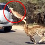 Espectacular salvada de un Antílope: Se sube a un auto para evitar ser devorado por un chita