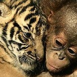 El video más tierno de animales: Cachorros de tigre, chimpancé y lobo juegan juntos