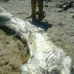 Monstruo marino que apareció en playa española intriga a científicos