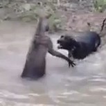 El chocante momento en que un canguro trata de ahogar a un perro