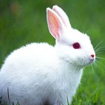 Un conejo abandonado protagoniza la imagen más tierna y desgarradora de la semana