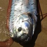 Criatura marina de gran tamaño impacta en costas de California