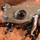 El paraíso salvaje: Descubren 60 nuevas especies en la selva de Surinam