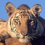 Video: Impactante ataque de un tigre a su entrenador