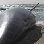 Impactante hallazgo: Ballena muerta tenía 20 kilos de plástico en su estómago