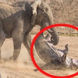 Pelea de pesos pesados: Elefante vs Hipopótamo, ¿quién gana?
