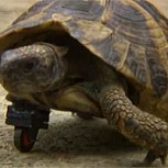 Increíble: Una tortuga vuelve a caminar gracias a una pieza de lego