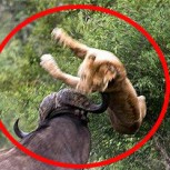 Búfalo humilla a un león para defender a su amigo: Impactantes imágenes