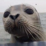 Video emocionante: Foca Bebé arriesga su vida para salvar a un grupo de patos