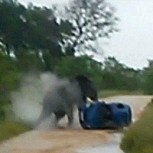 Video con feroz ataque de un elefante a un auto impacta en la web