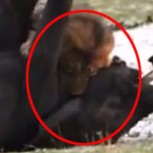 Impactantes imágenes: El momento en que un león caza a una cría de elefante