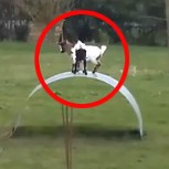 Video: Cabras equilibristas son furor en Youtube