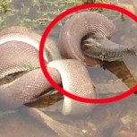 Increíbles imágenes: Batalla de 5 horas termina con pitón comiendo a un cocodrilo enorme