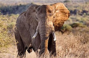 cazadores ilegales matan a satao el elefante más querido de kenia