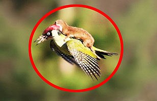 ¿Qué hace un pájaro volando con una comadreja en la espalda? Fotos de