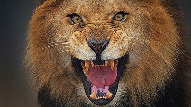 visitar Descubrir Seleccione Fotógrafo capta imágenes segundos antes de que un león lo atacara:  Asombroso registro - Guioteca