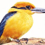 Científico halló especie de ave dada por extinta y la mató: Repudio total
