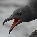 Las “aves vampiro”, uno de los grandes y temibles misterios de las Islas Galápagos