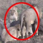 Búfalo cazado por 5 leones consigue una milagrosa segunda oportunidad: No podrás creerlo