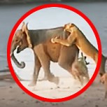 Un elefante contra 11 leones: ¿Quién gana esta feroz batalla por la vida? Impactante video
