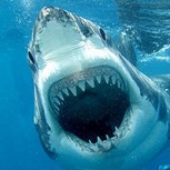 Buzo es atacado por peligroso tiburón blanco: Video muestra aterrador momento