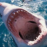 Tiburón entró a la jaula de un buzo y lo que pasó después dejó a todos impactados