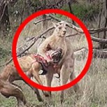 Hombre boxea con un canguro que estaba ahorcando a su perro: Millones han visto este video