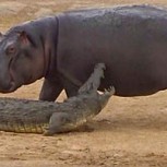 ¿Qué pasa cuando un hipopótamo joven quiere jugar con un cocodrilo? Nadie esperó este final