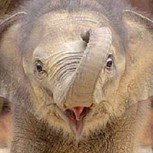 Este elefante bebé que se desliza jugando es lo más tierno que verás hoy