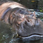 Muere en cautiverio a los 65 años la hipopótamo más vieja del mundo: Conmovedora historia de Bertha
