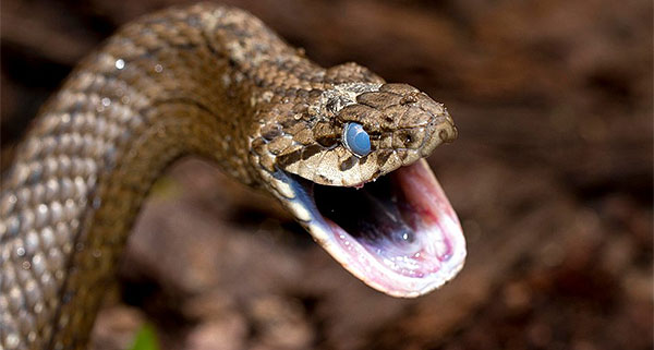serpiente-araucania1