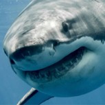 Descubren una nueva especie en el Océano Pacífico: Conozcan al “tiburón linterna”