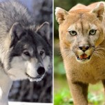 Un lobo y un puma desatan un enfrentamiento salvaje: ¿Quién prevalece?