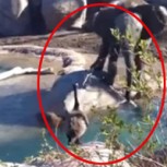 ¿Qué pasa si pelean un elefante y un ganso? Video revela un desenlace inesperado
