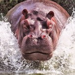 Hipopótamos le salvan la vida a un ñu que estaba listo para ser devorado por un cocodrilo